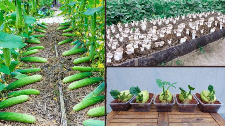 Un’idea davvero semplice per un orto biologico che trasformerà il tuo giardino…