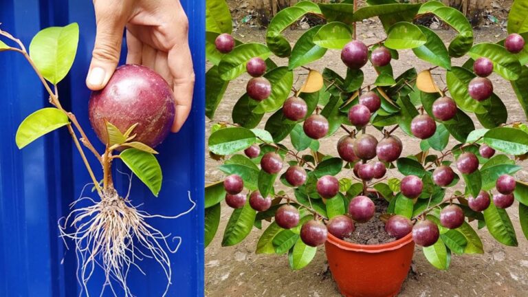 Questo semplice gesto può trasformare un frutto in un albero di mango rigoglioso…