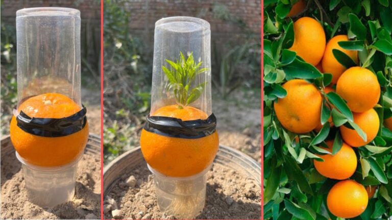 Questo semplice trucco ti farà crescere aranci carichi di frutti…