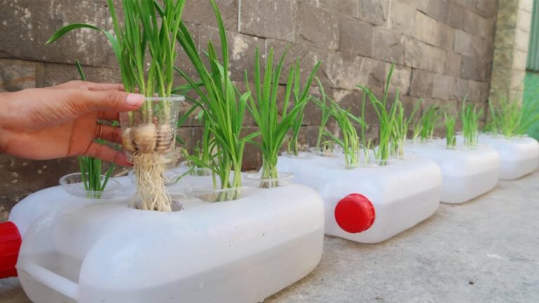 Scopri come coltivare aglio in lattine di plastica… è semplicissimo e sorprendente!