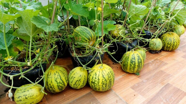 Questo semplice gesto ha trasformato il mio terrazzo in un campo di meloni…