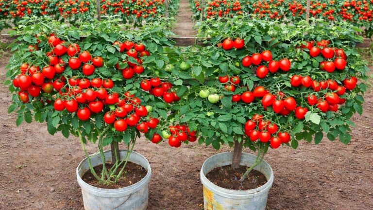 Questo metodo semplice trasforma qualsiasi balcone in un paradiso di pomodori…