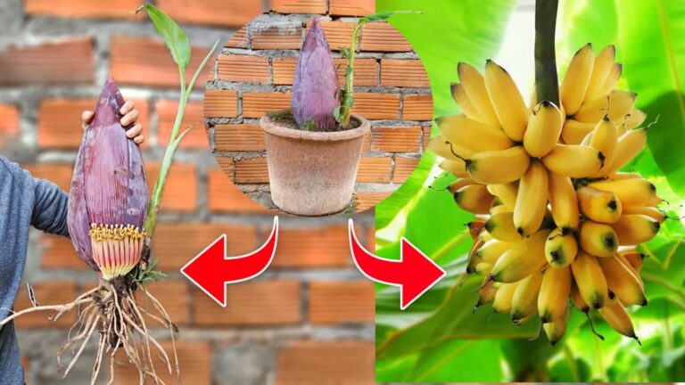 Questo semplice gesto con l’aloe trasformerà il tuo banano in un’esplosione di crescita…