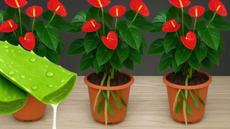 Scopri 7 motivi per coltivare l’Anthurium rosso e avere fiori tutto l’anno!