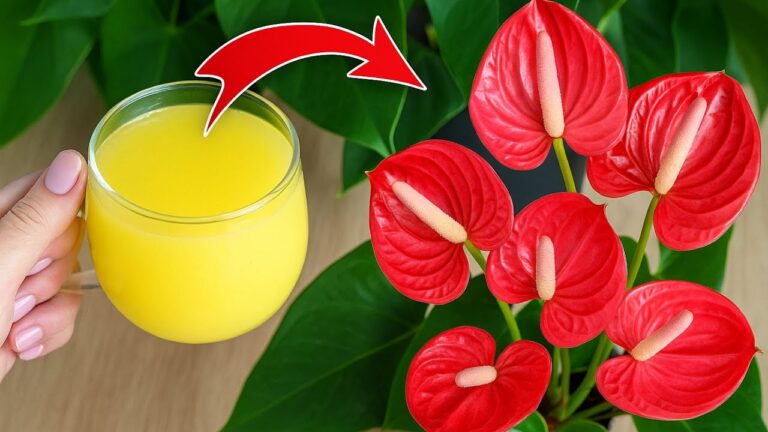 Scopri i 3 segreti per far fiorire il tuo Anthurium più veloce!