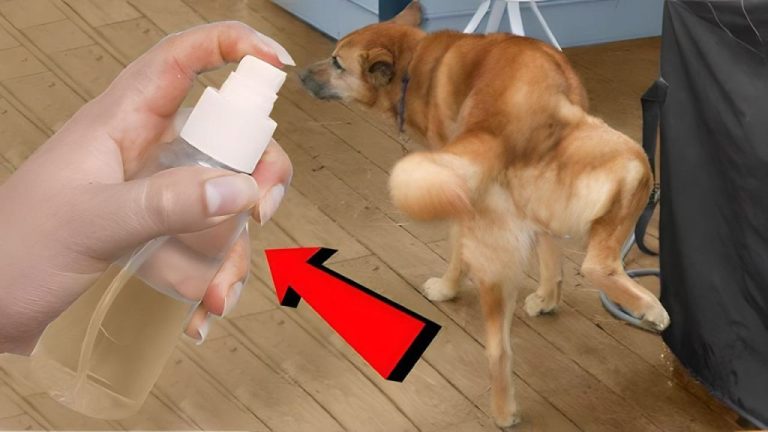Fai così e i tuoi cani e quelli dei vicini smetteranno di urinare in casa