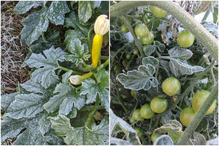 È sicuro mangiare le verdure dell’orto dopo un gelata? Ecco cosa sapere!