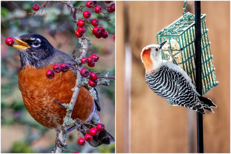 7 consigli per nutrire gli uccelli in autunno nel tuo giardino