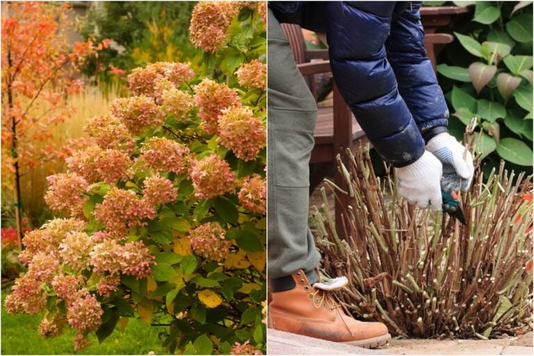 4 lavori importanti per le ortensie in autunno e una cosa da evitare