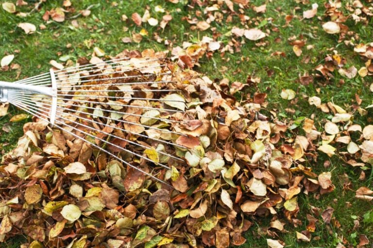 7 Facili Compiti Autunnali per la Tua Prato (Anche Senza Avere Erba Perfetta)