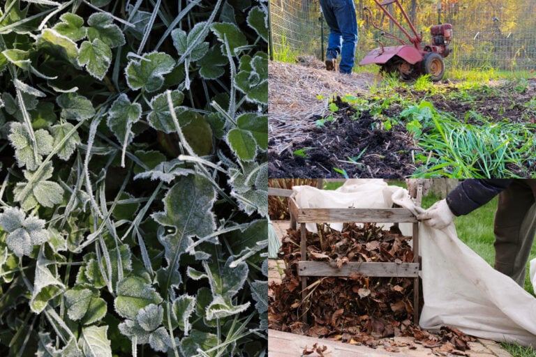 17 Lavori nel Giardino da Fare Prima del Primo Gelo