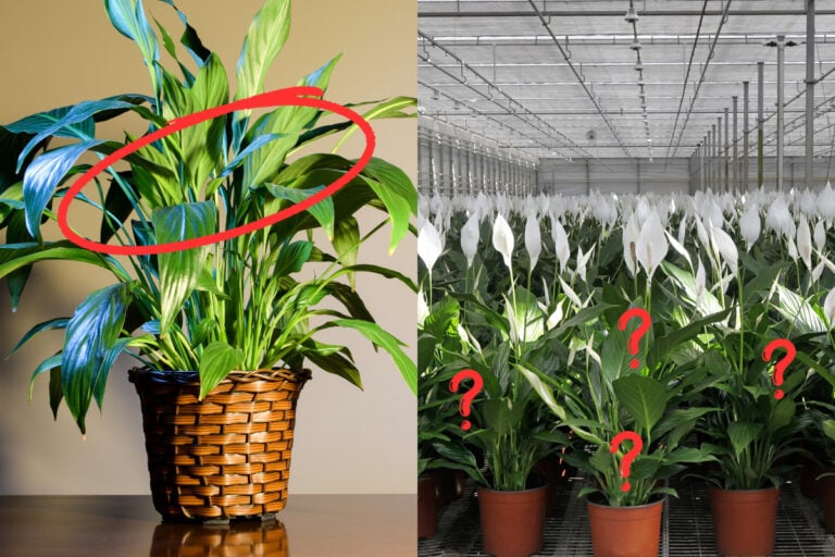 Il vero motivo per cui la tua Spathiphyllum non fiorisce