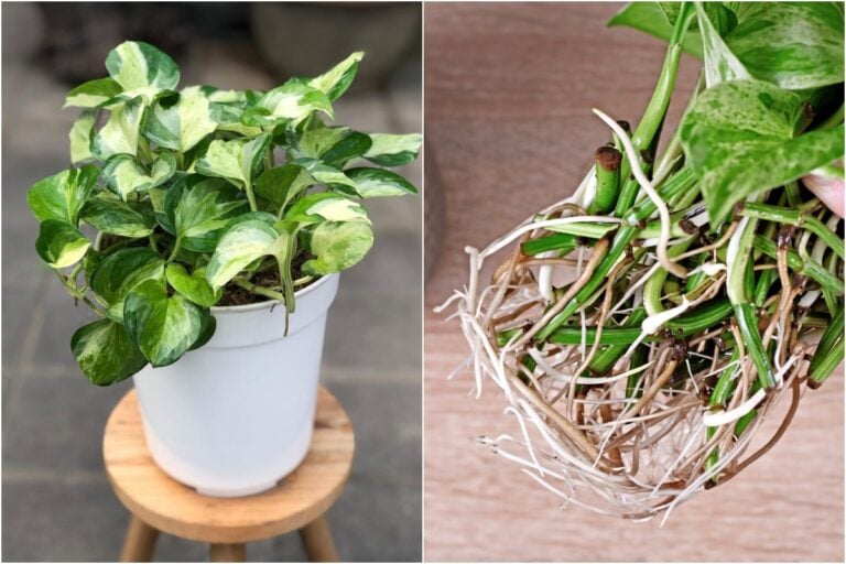Ecco perché coltivo il pothos più di ogni altra pianta da appartamento
