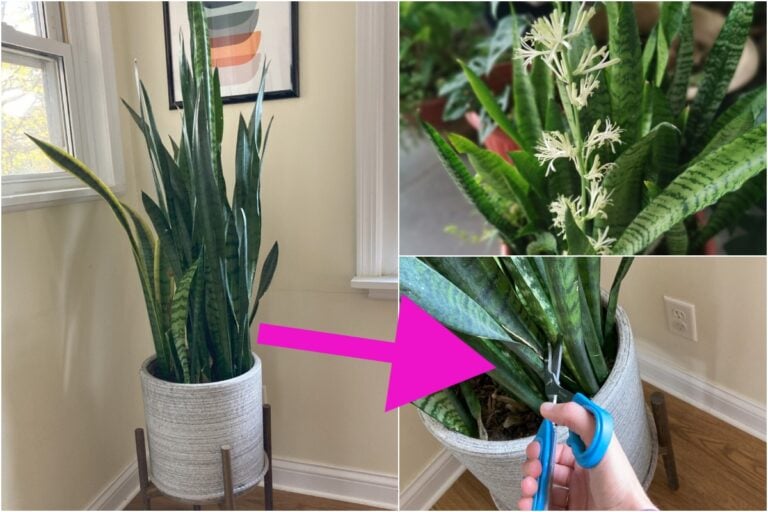 10 cose che ogni proprietario di Sansevieria deve sapere